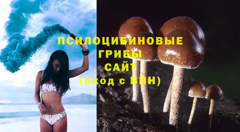 Галлюциногенные грибы Psilocybine cubensis Новороссийск